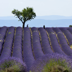France, Valensole