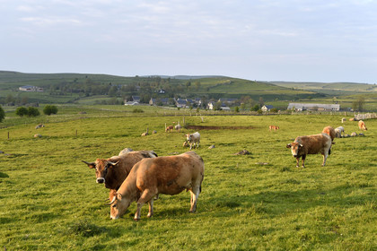 France, Aubrac