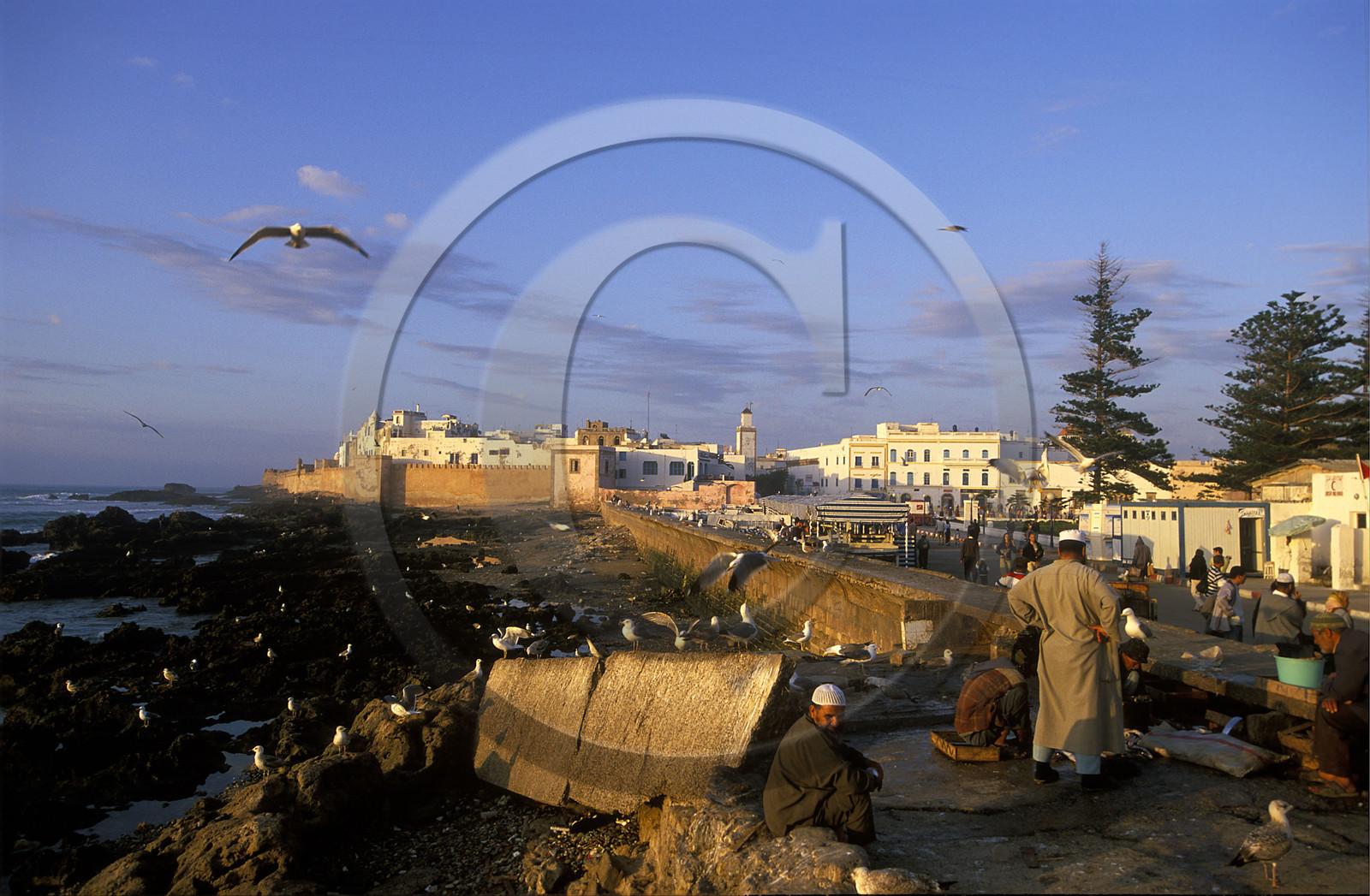 MAROC   ESSAOUIRA.LE PORT