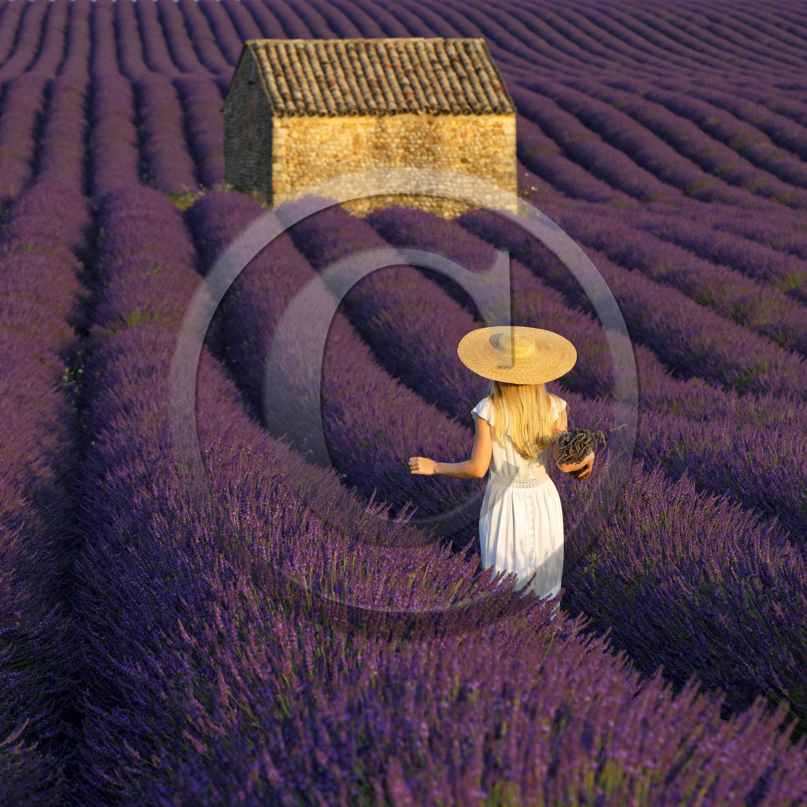France, Valensole