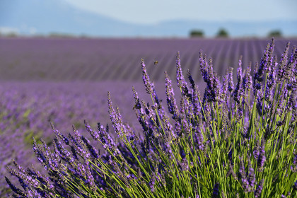 France, Valensole