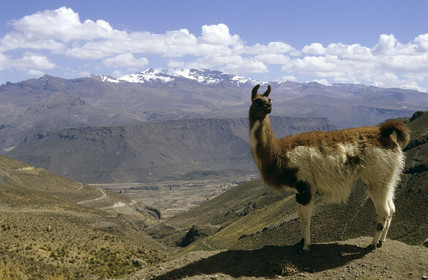 Lama dans les Andes Péruviennes, Pérou