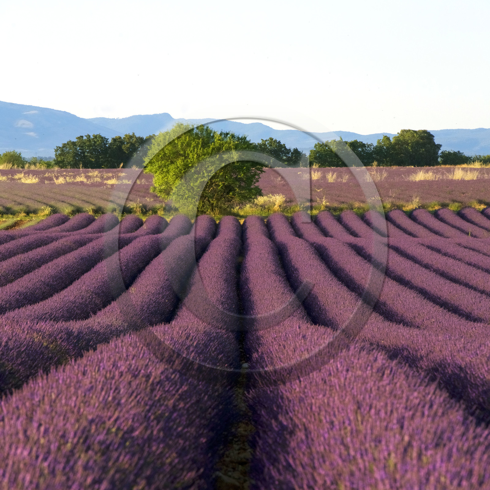 France, Valensole