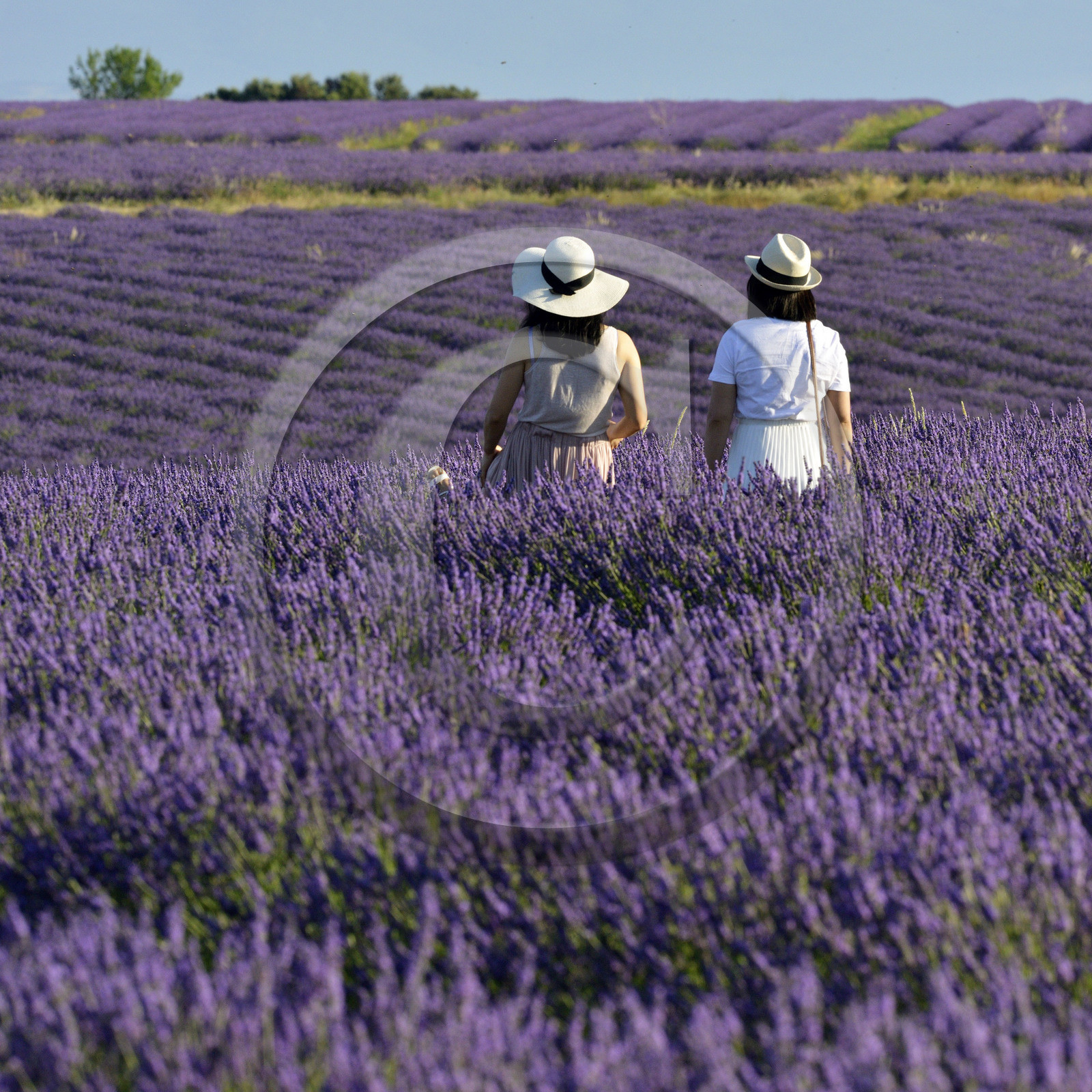 France, Valensole