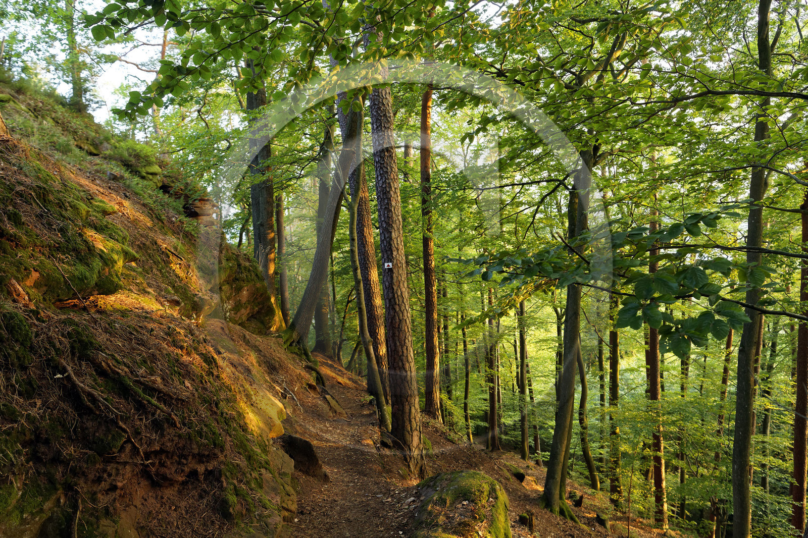 France, Fleckenstein