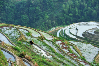 Chine, Longsheng