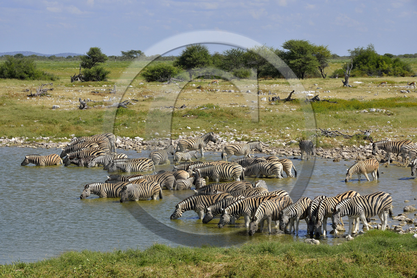 Namibie, Etosha