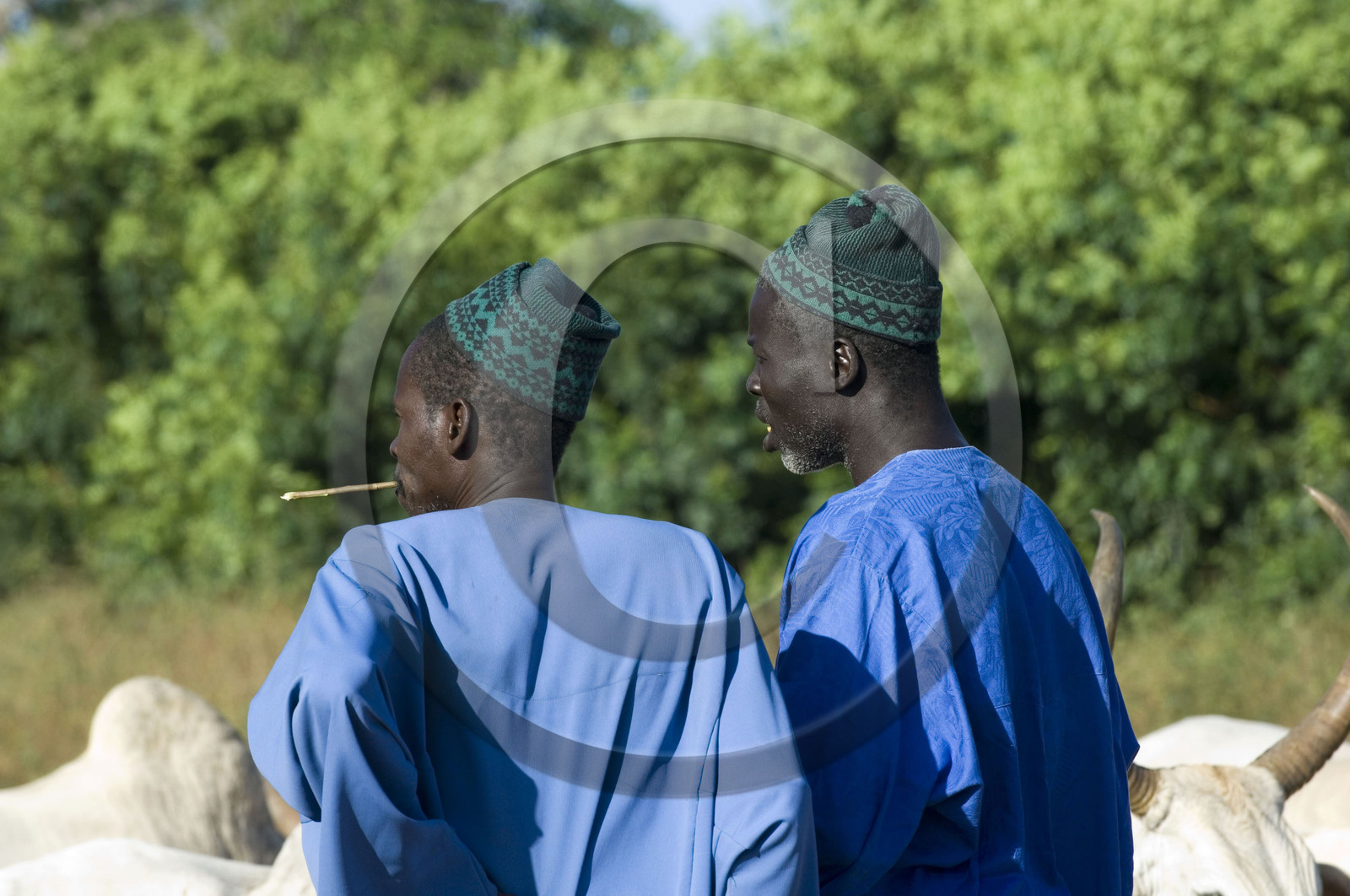 Marché de Gueguenne, Sénégal