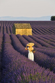 France, Valensole