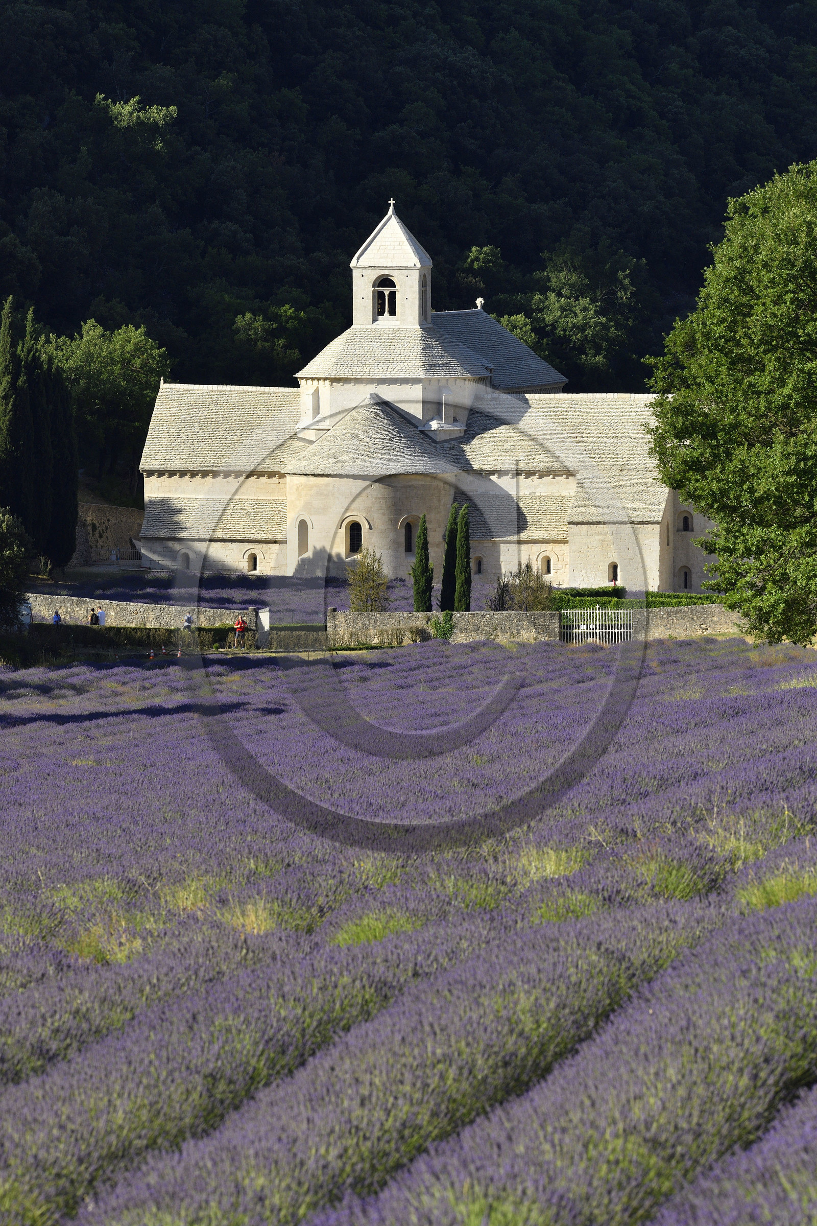 France, Senanque