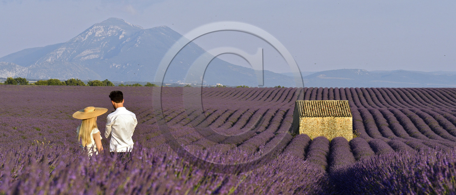 France, Valensole