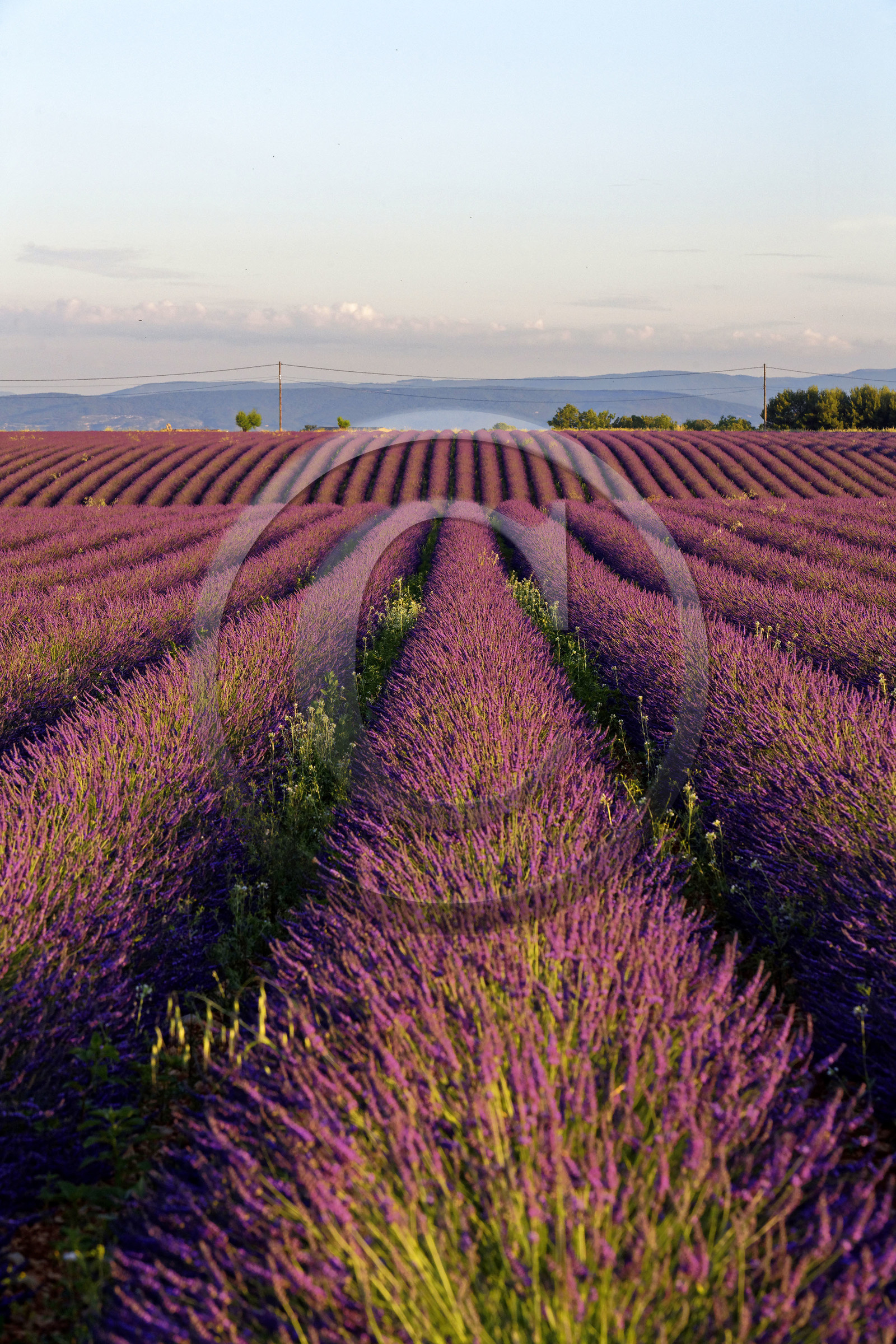 France, Valensole