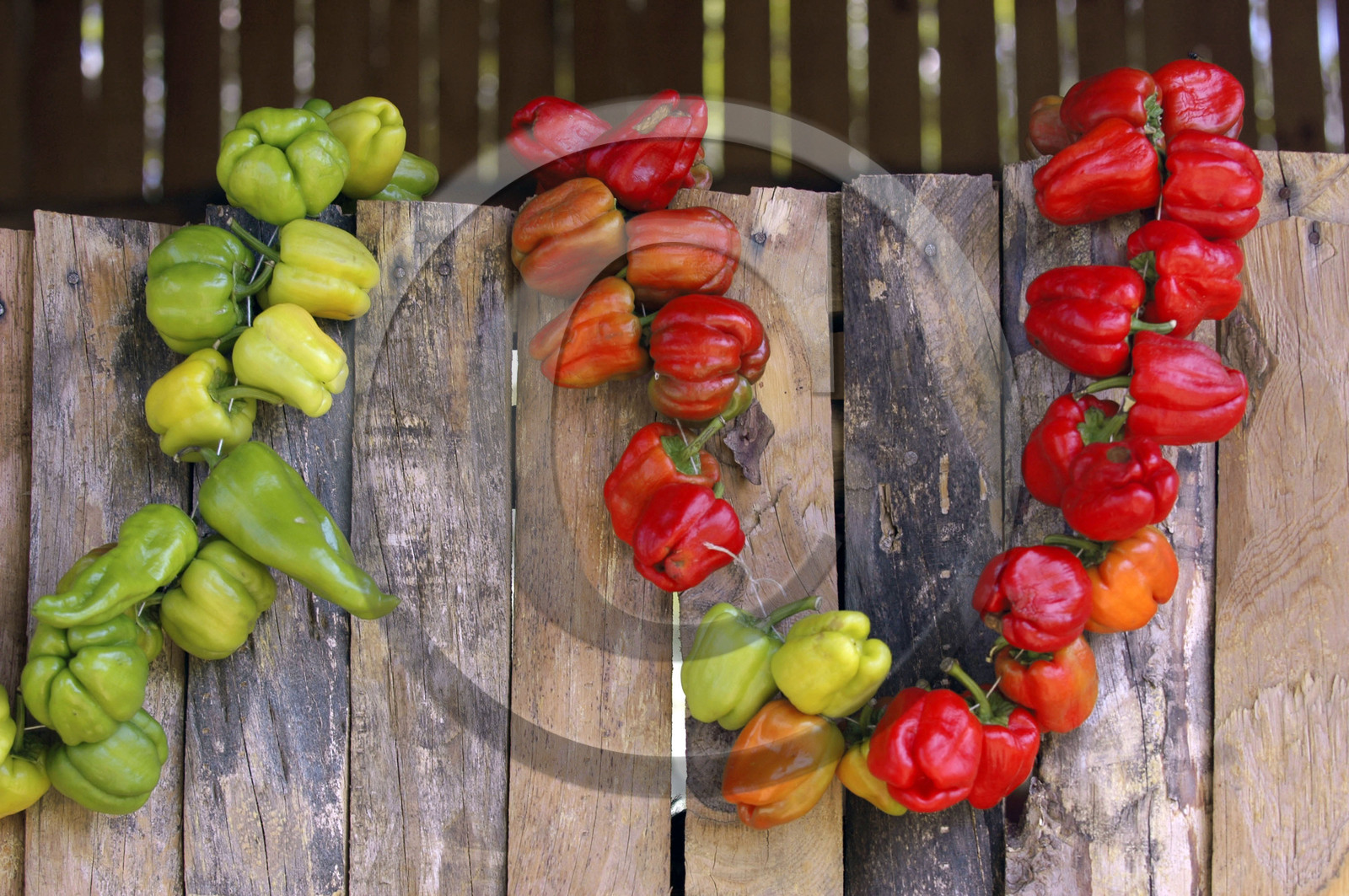 Wreath of chilis, Turkey