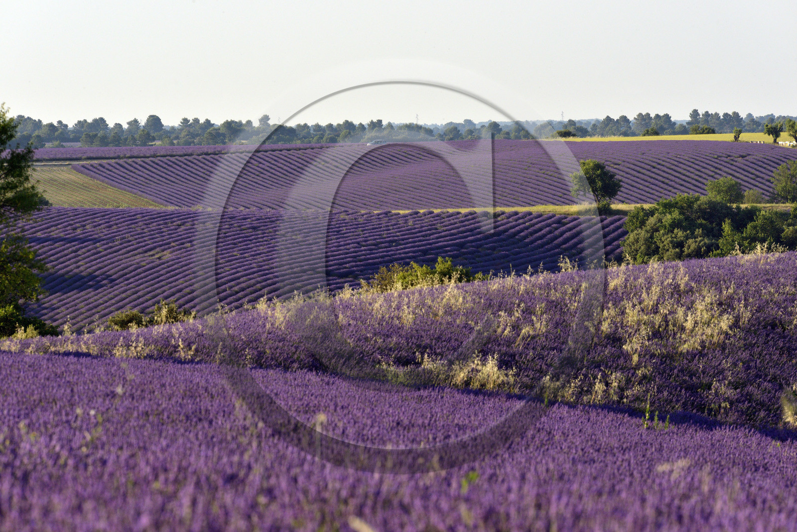 France, Valensole