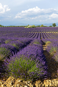 France, Valensole