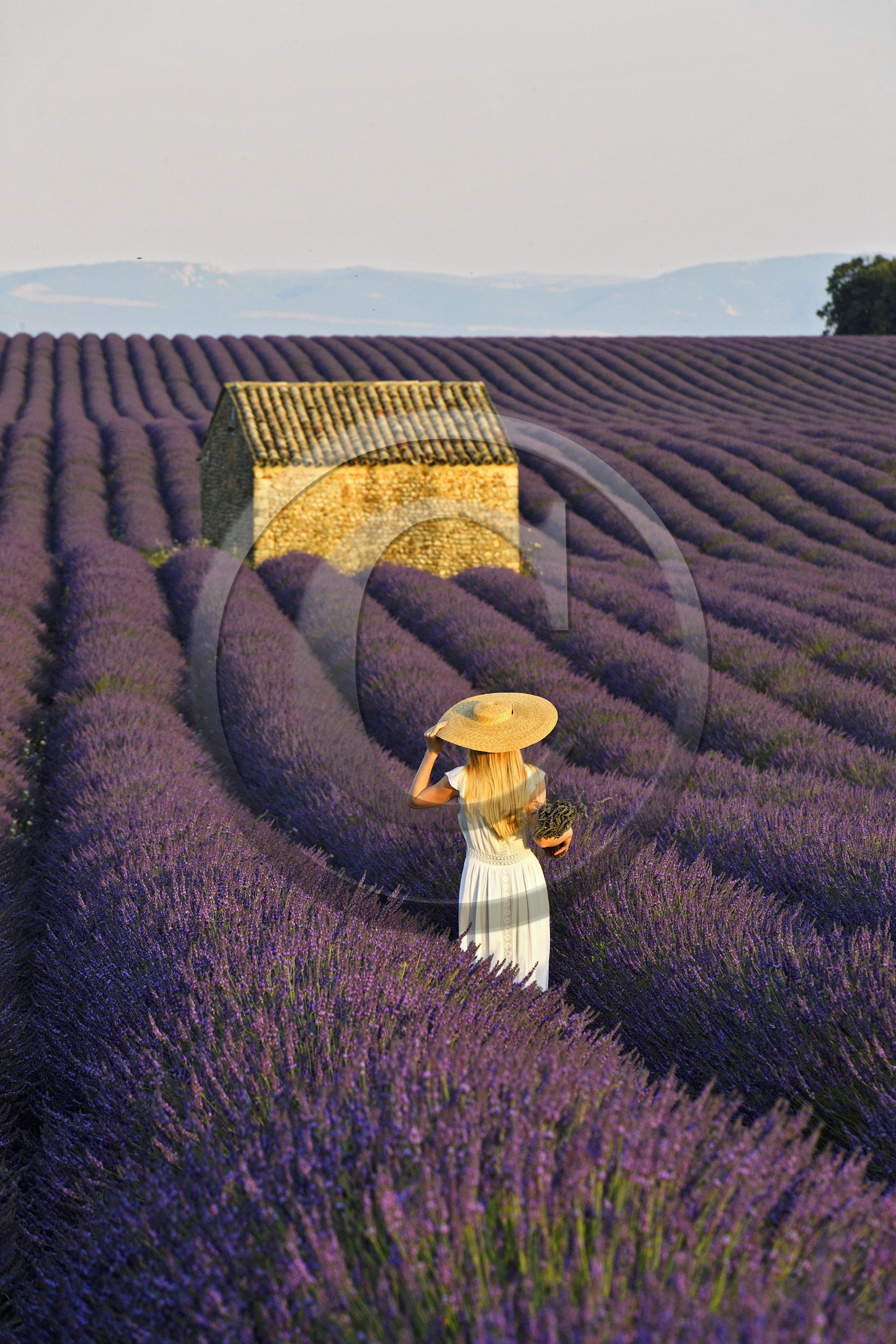 France, Valensole