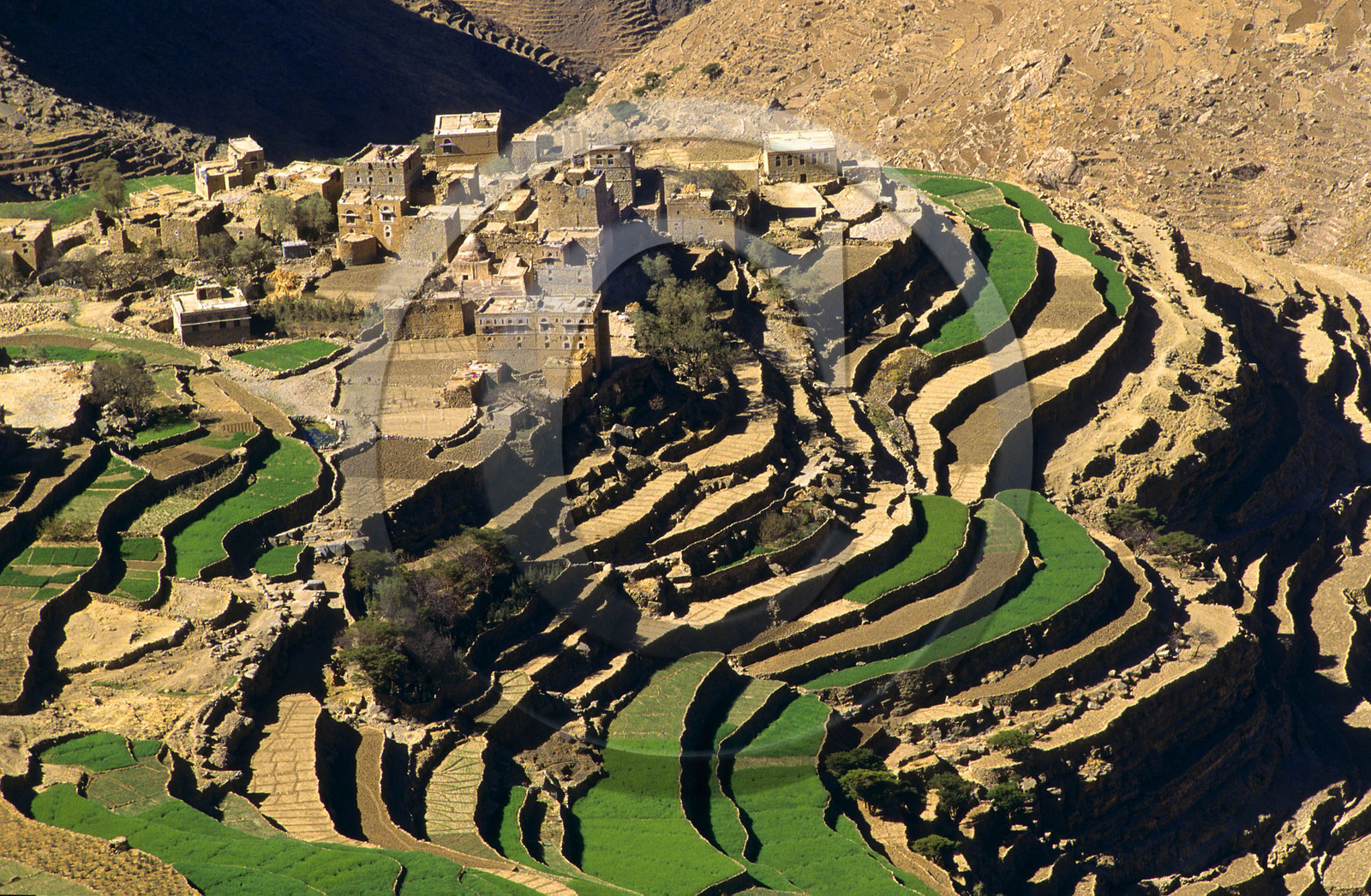 BOKUR. YEMEN