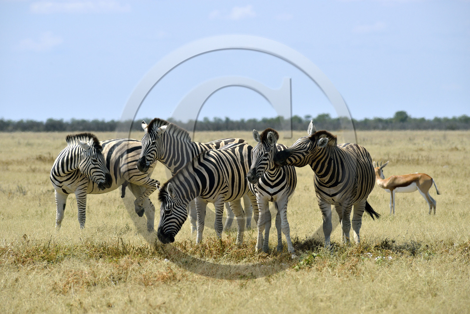 Namibie, Etosha