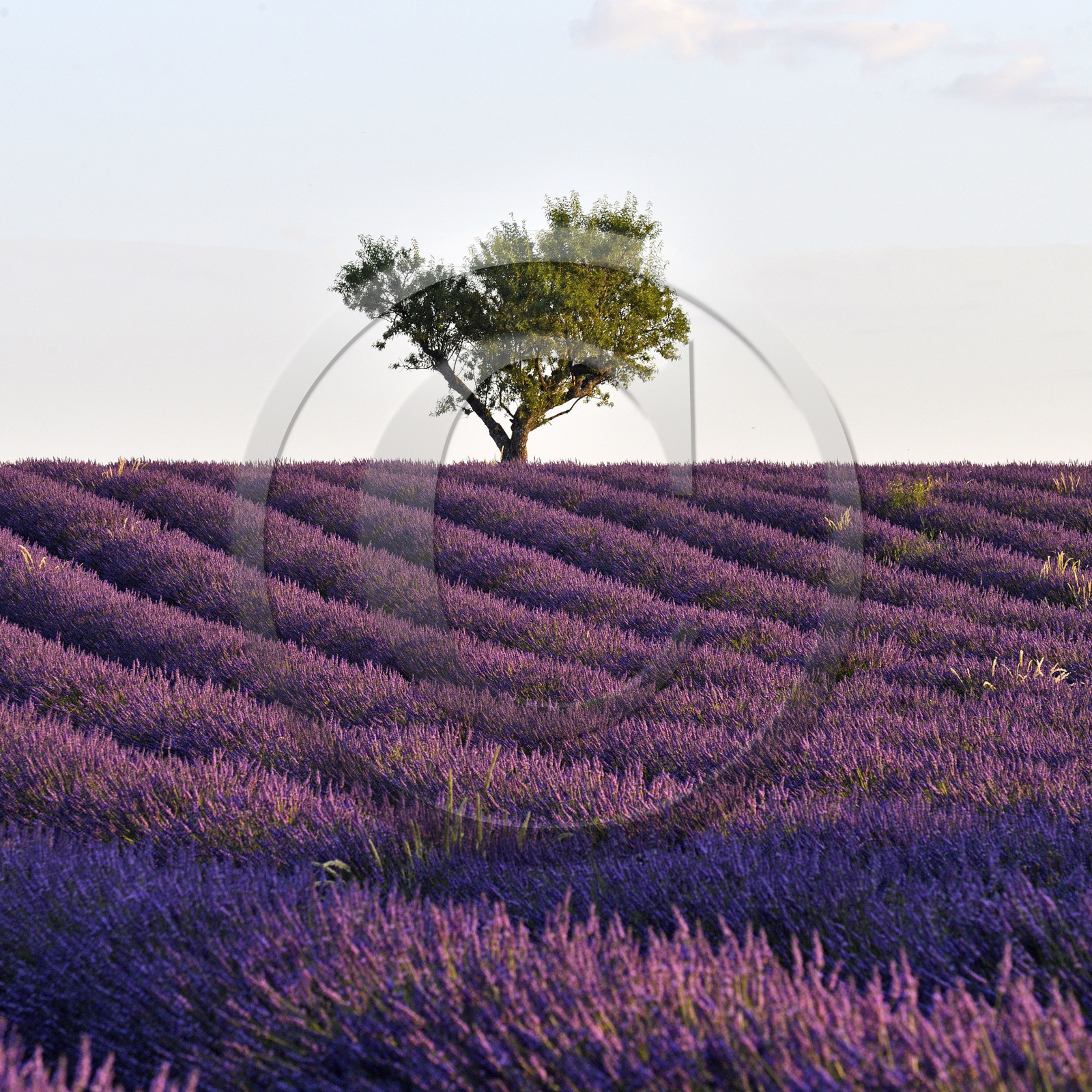 France, Valensole