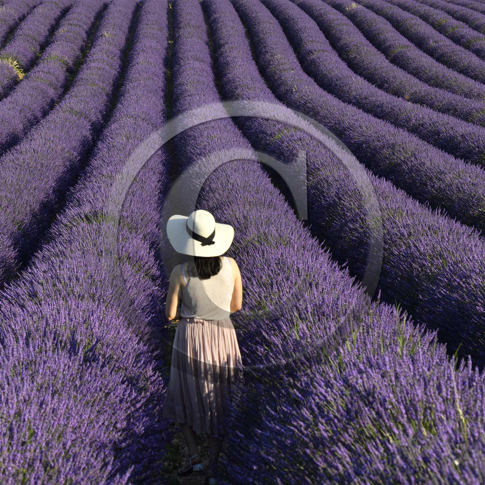 France, Valensole