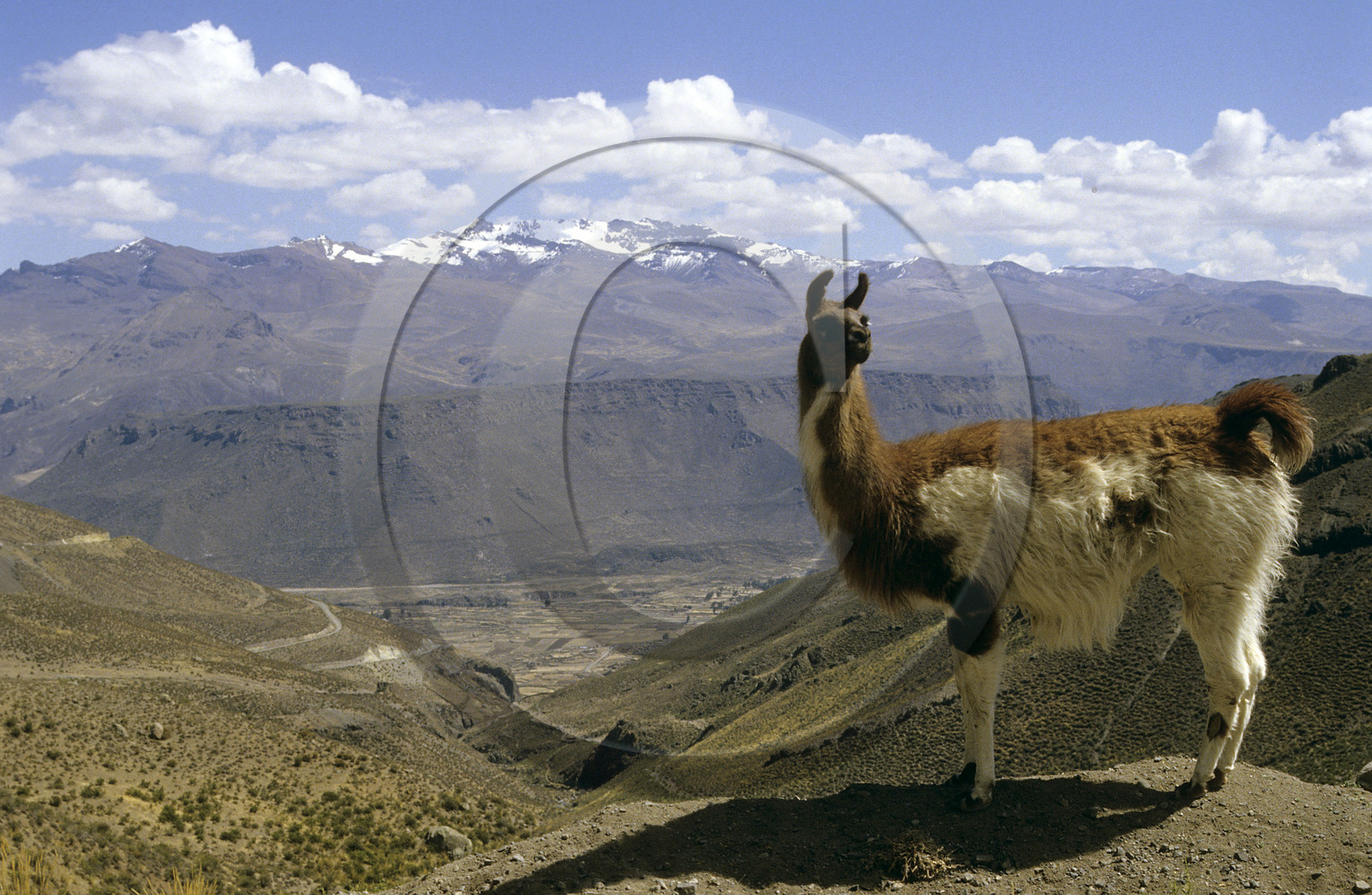 Lama dans les Andes Péruviennes, Pérou