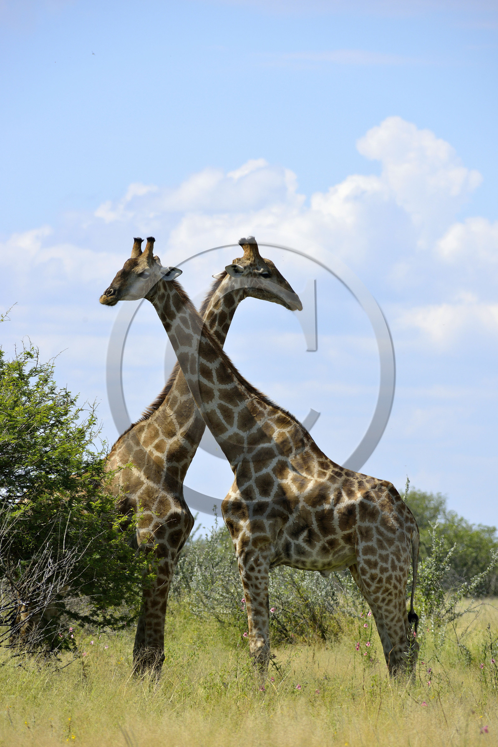 Namibie, Etosha