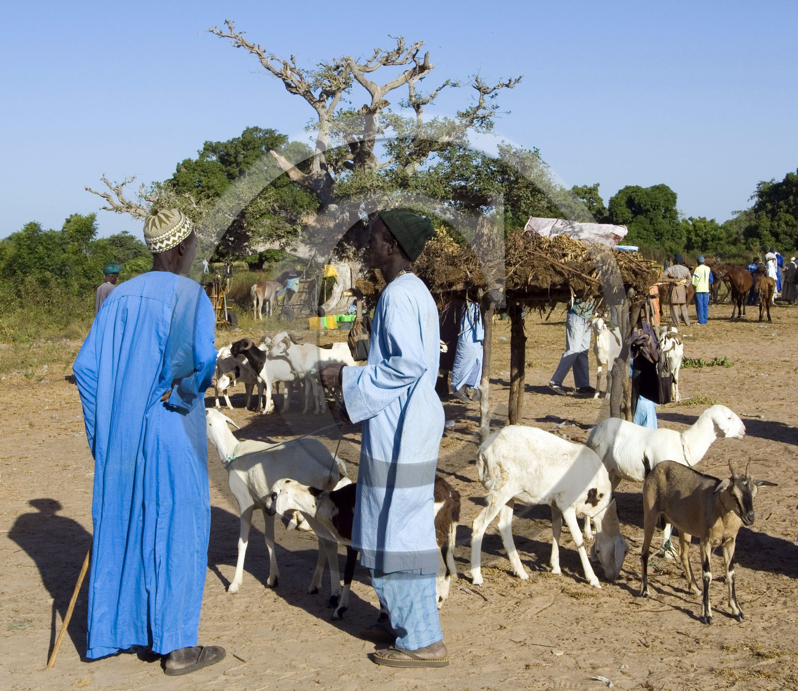 Marché de Gueguenne, Sénégal