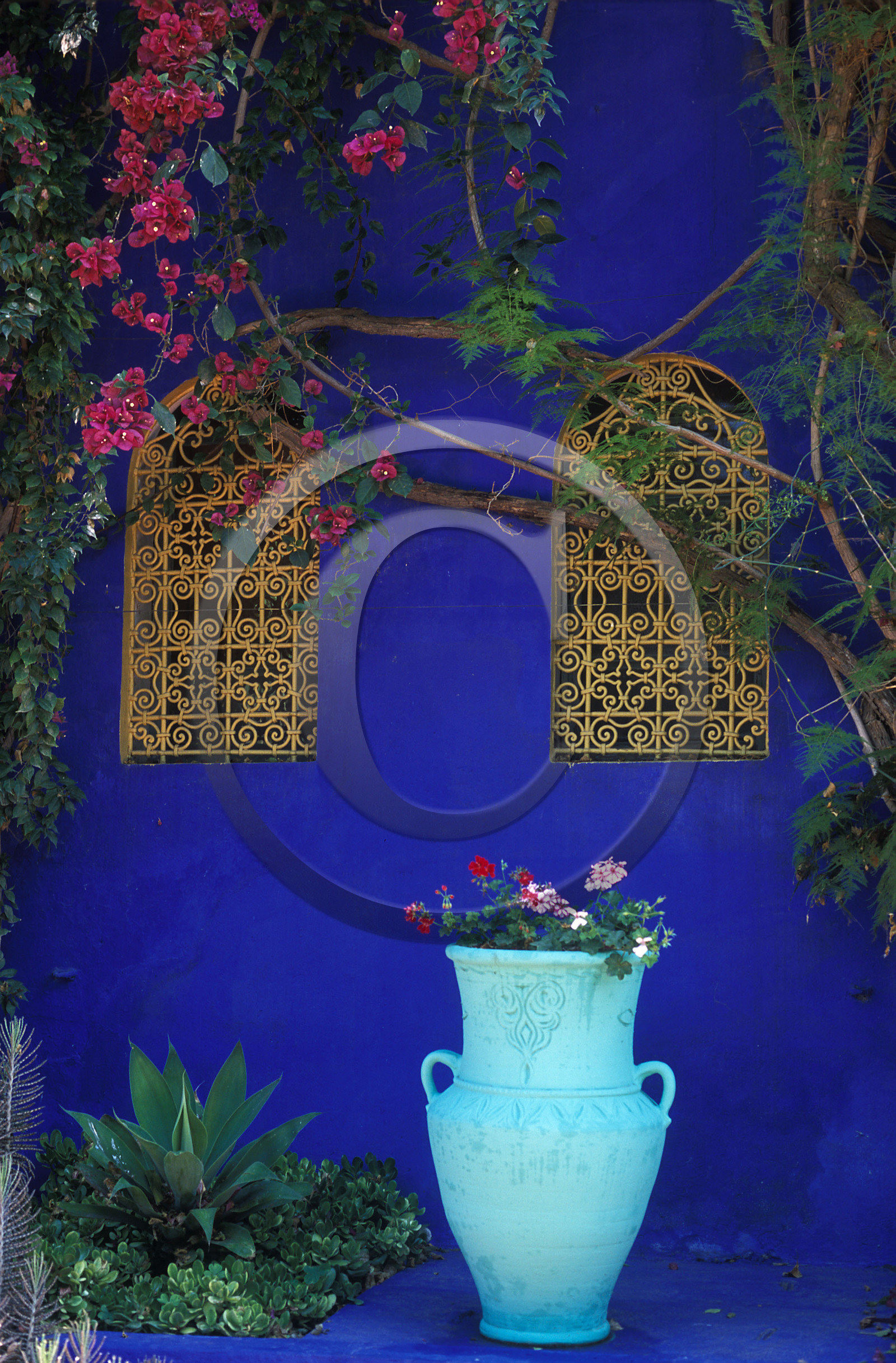 MAROC   MARRAKECH.JARDINS MAJORELLE
