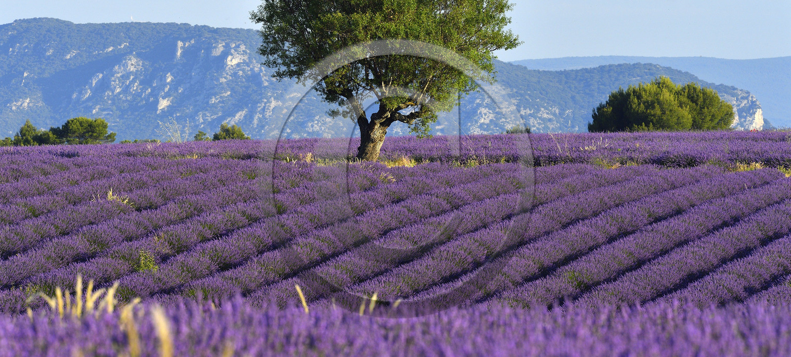 France, Valensole