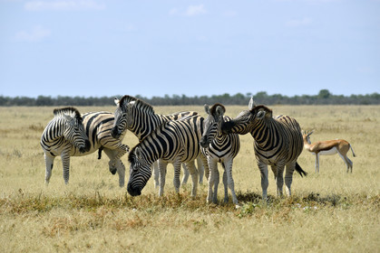 Namibie, Etosha