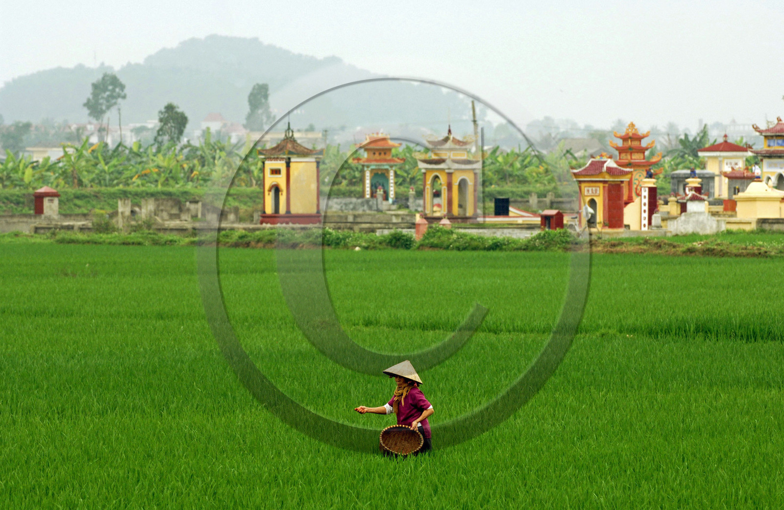 Rizières dans la région de Hai Phong, Vietnam