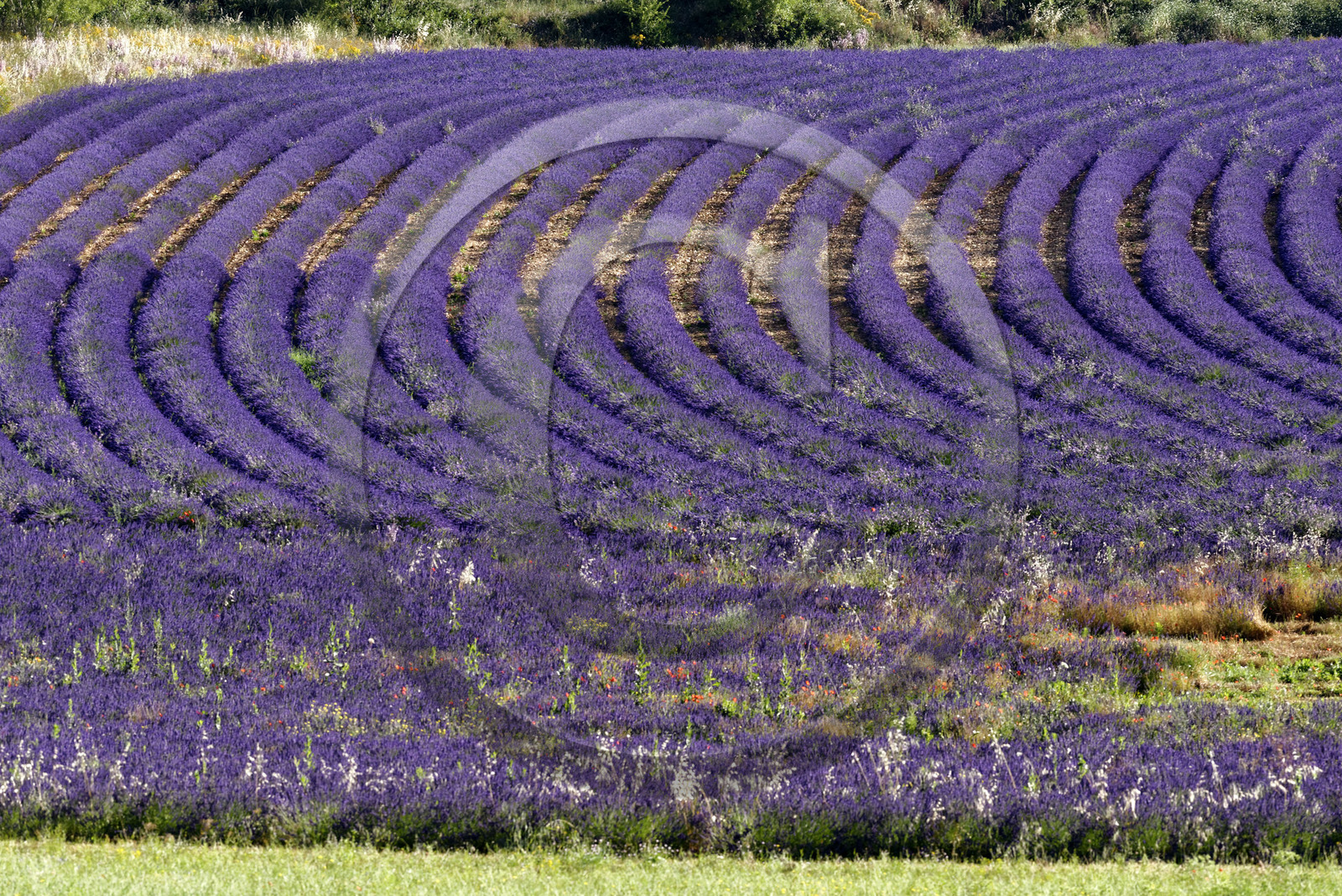 France, Valensole