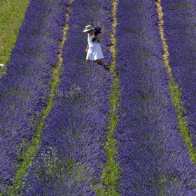 France, Valensole