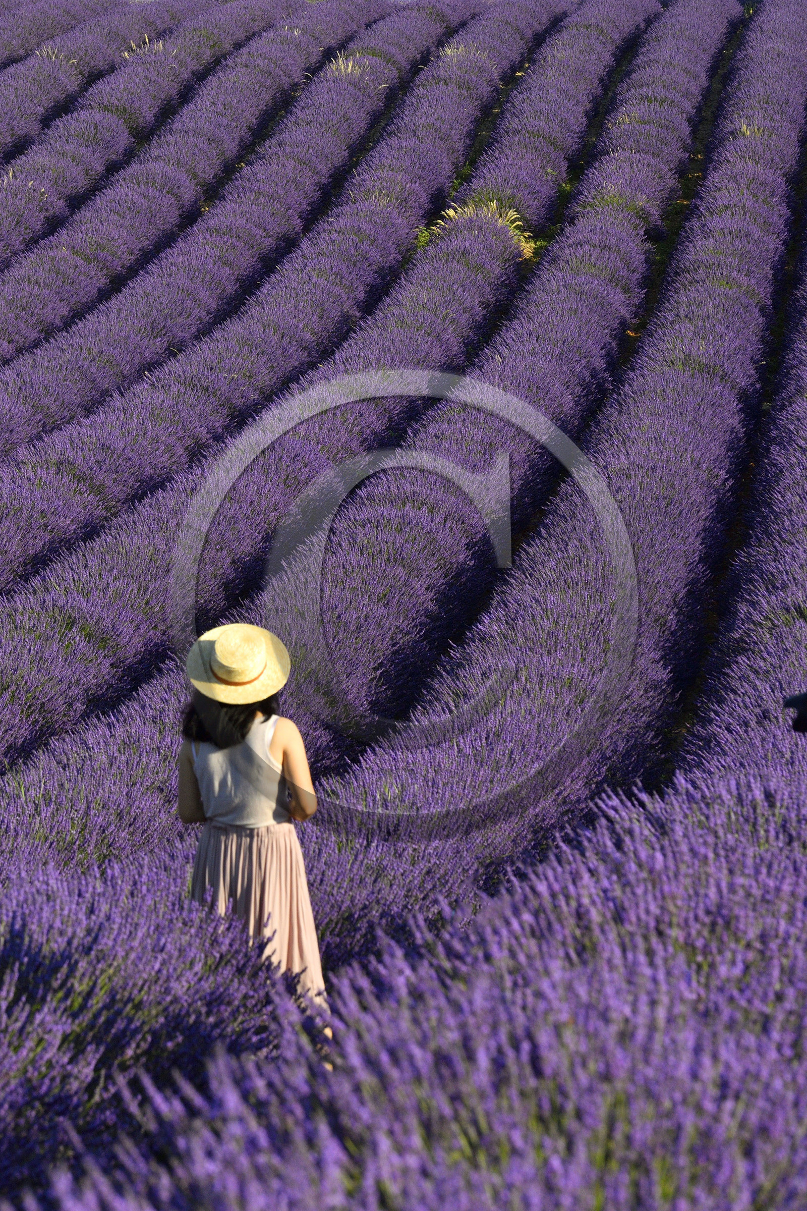 France, Valensole