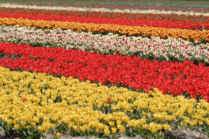 Hollande, Keukenhof