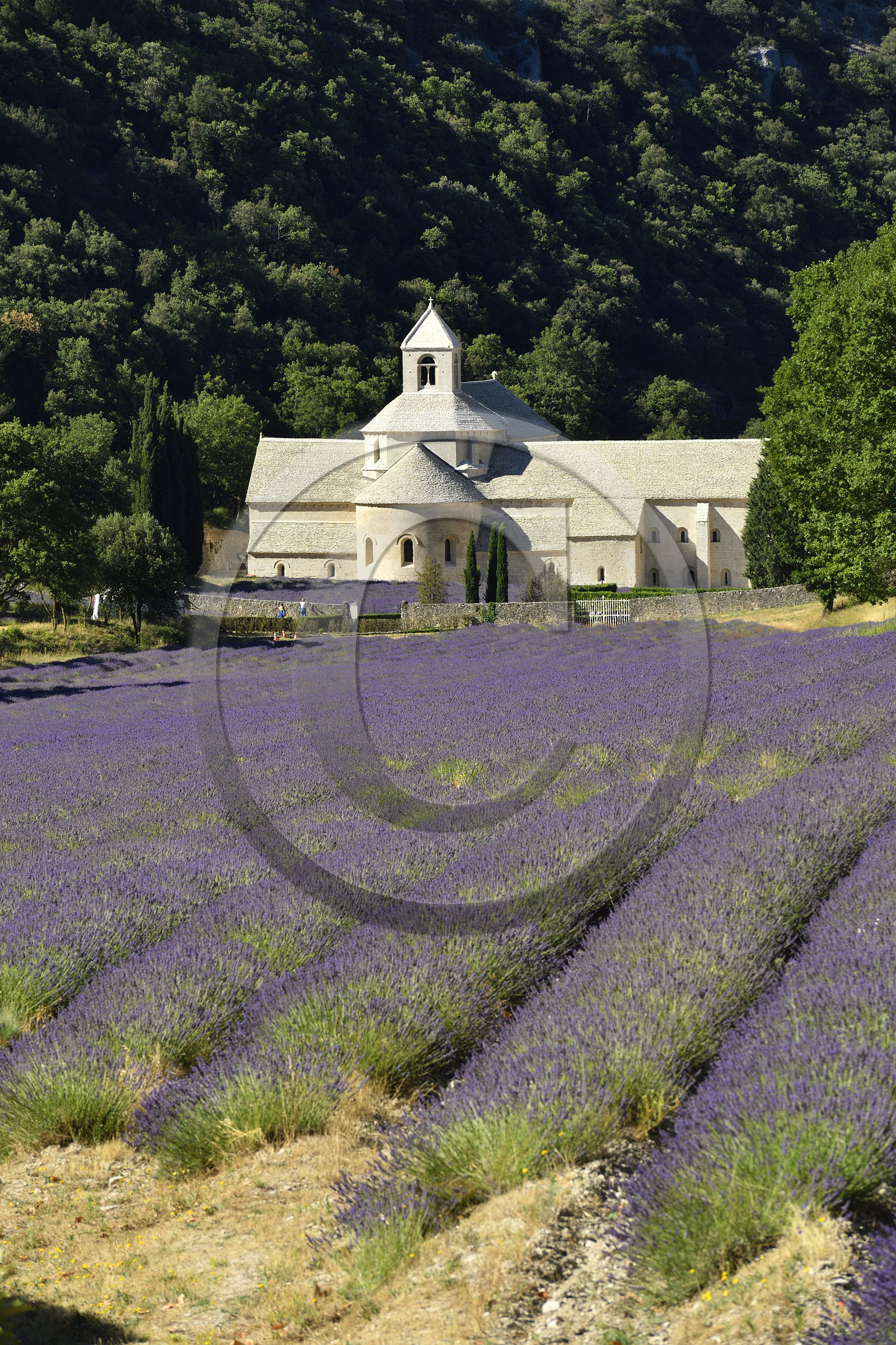 France, Senanque