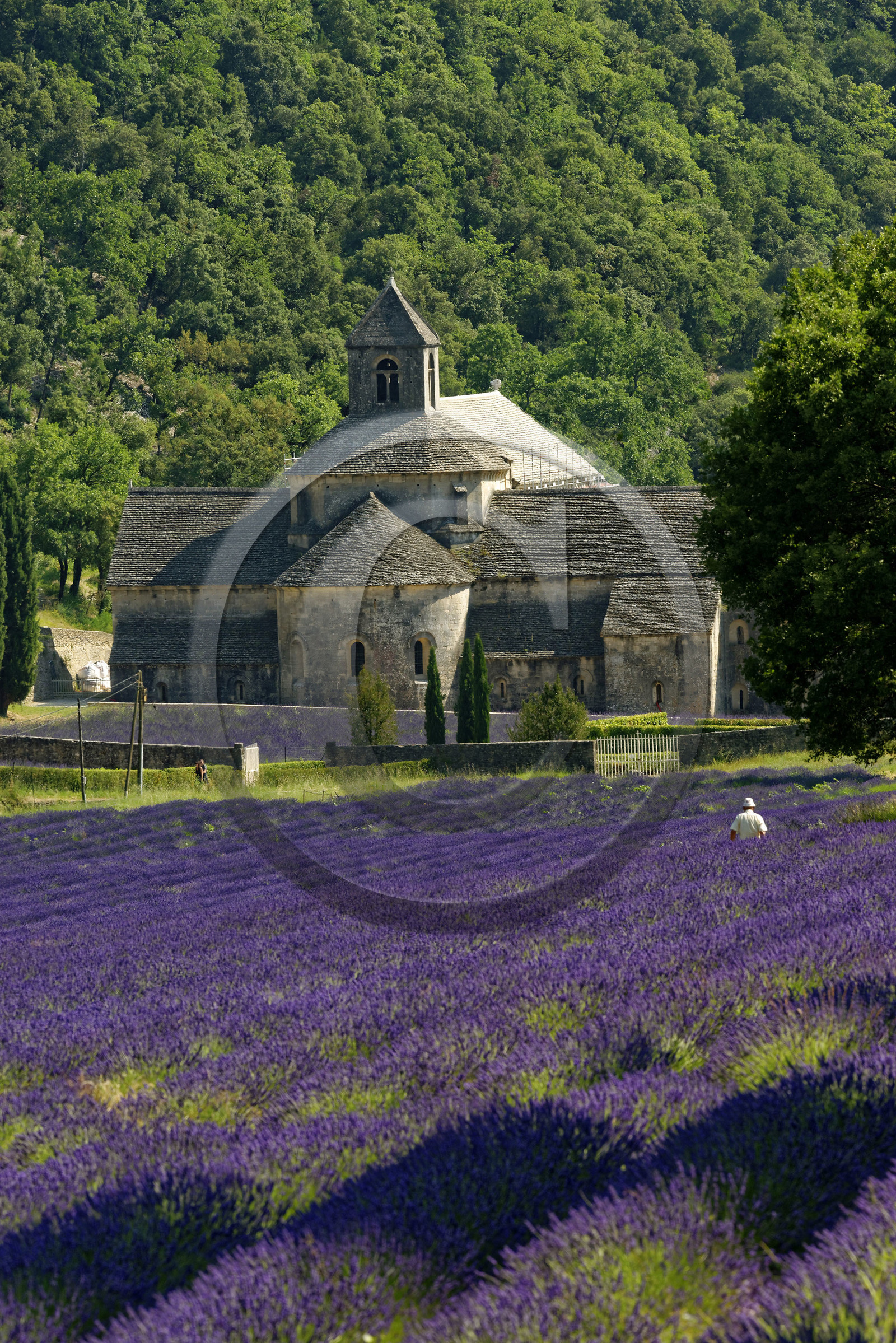France, Senanque