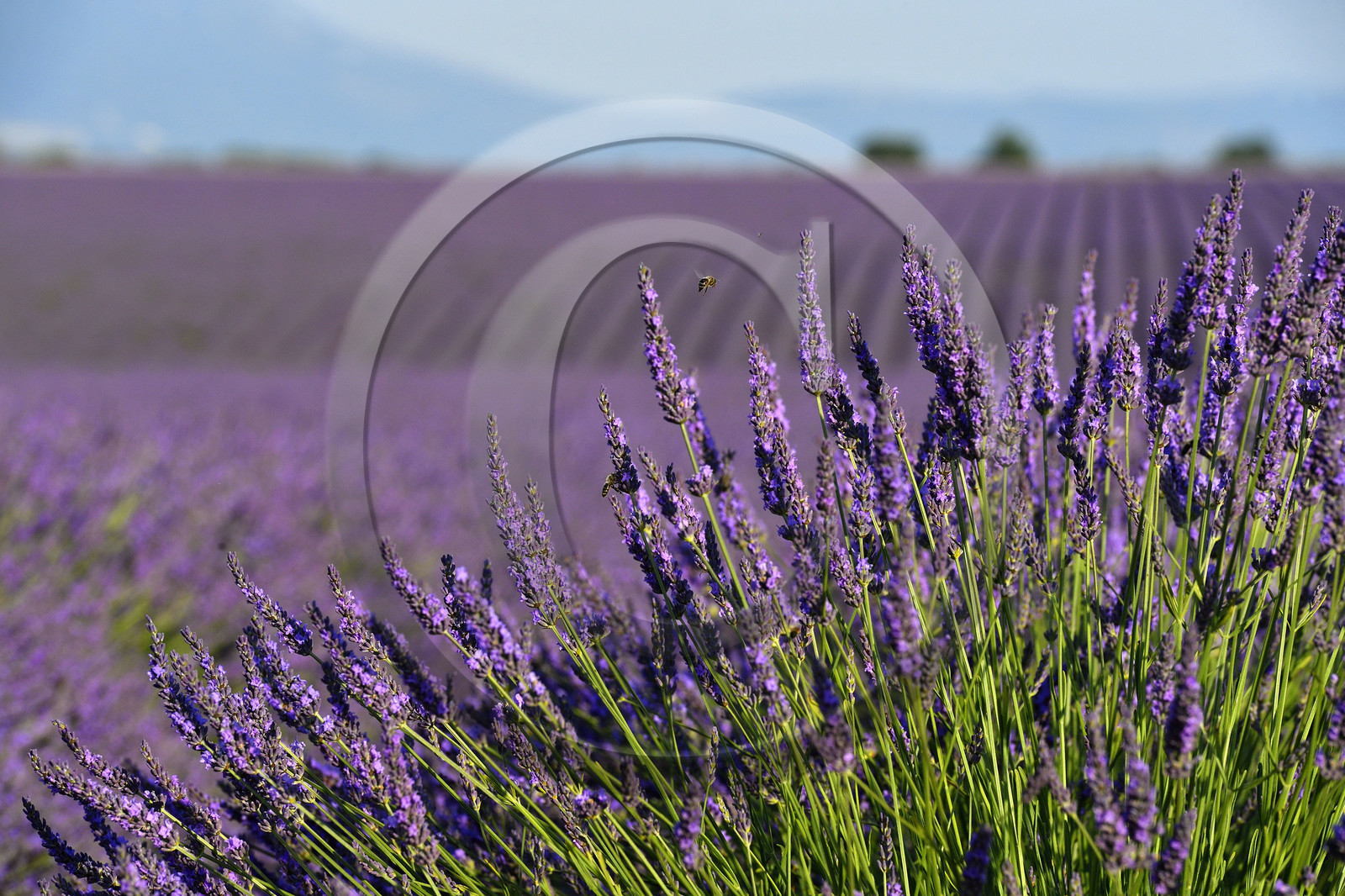 France, Valensole