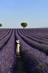 France, Valensole