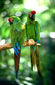 Inséparables, yucatan, Mexique