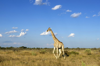 Namibie, Etosha