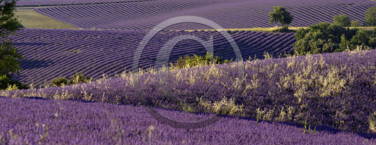 France, Valensole