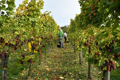 France, Dambach la Ville