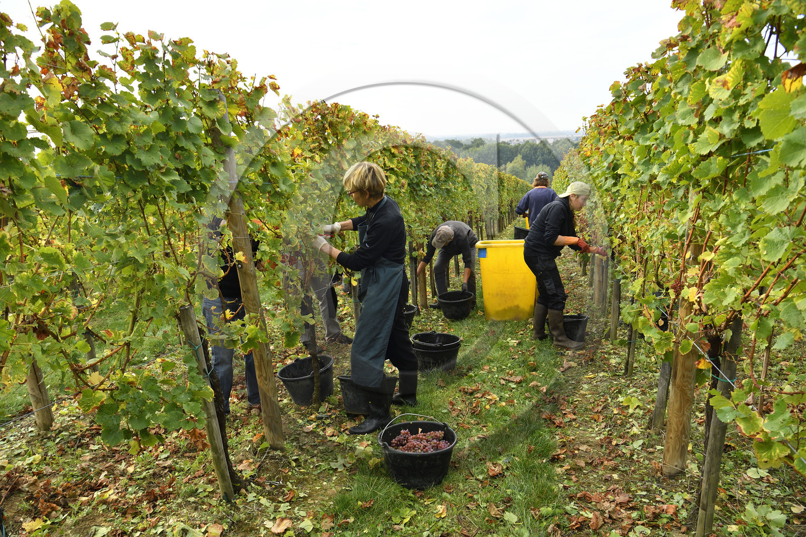 France, Dambach la Ville